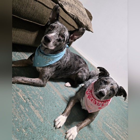 Meet your Posher, Frog 🐸 - Picture 2 of 12